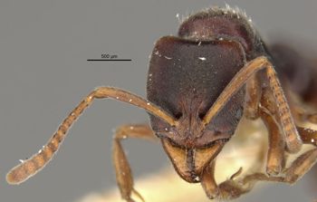 Media type: image;   Entomology 20458 Aspect: head frontal view